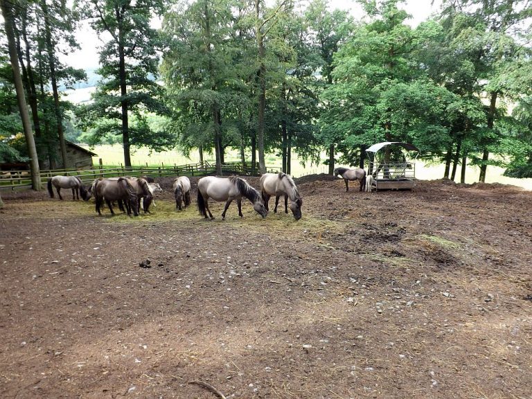 Wildpark Knüll Der BeutelwolfBlog