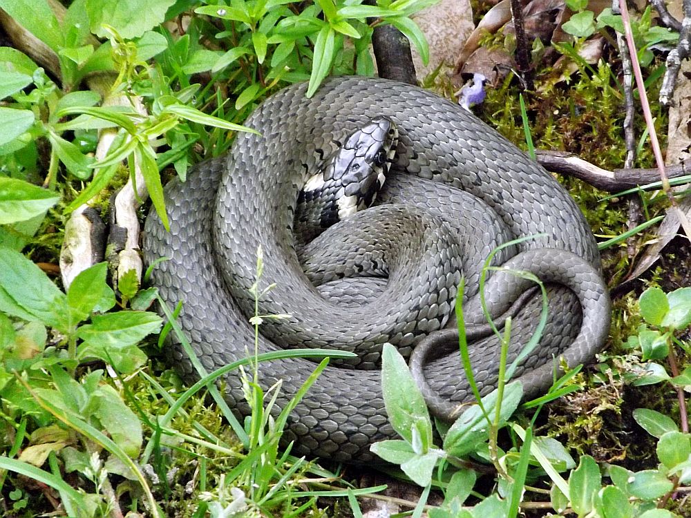 Portrait Ringelnatter Der Beutelwolf Blog Portrait Ringelnatter Der Beutelwolf Blog