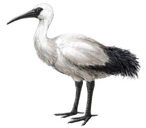 Réunionibis (Threskiornis solitarius). Based on fossil elements, recent restorations by Julian Hume and Jean-Michel Probst, 17th century written accounts by Dubois, Carré, Feuilley, Tatton, and Melet, as well as extant relatives in the same genus. Per Cheke, A. S.; Hume, J. P. (2008). Lost Land of the Dodo: An Ecological History of Mauritius, Réunion & Rodrigues. (Michael, B. H.)