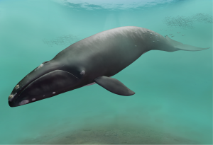 Megabalaena sapporoensis (Tatsuya Shinmura, Ashoro Museum of Paleontology)